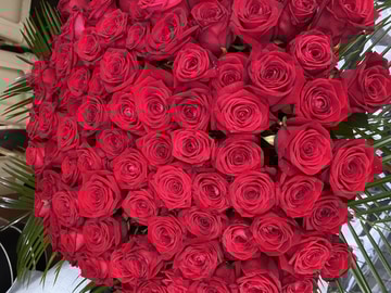 100 best red roses