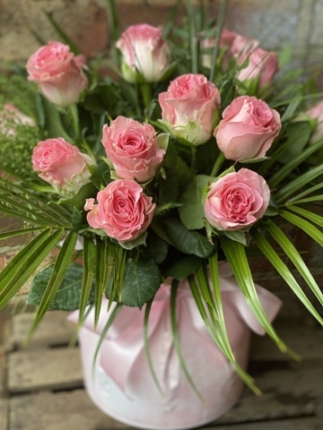 Sugar rose