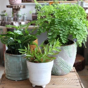 Houseplant selection