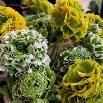 Designers choice-spring