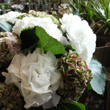 Simply hydrangeas
