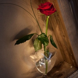 Single red rose