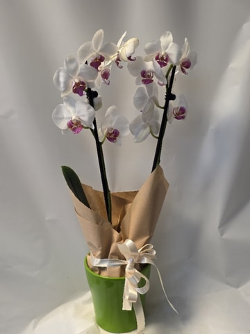 Orchid plant in a pot