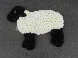 Sheep