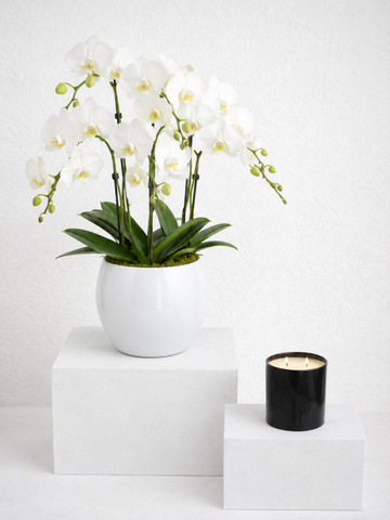 Orchid in a pot