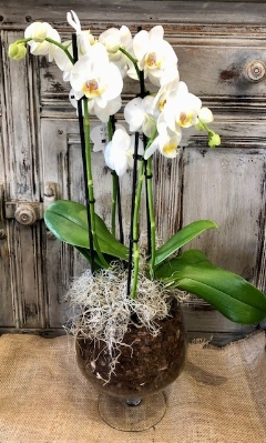 White orchid in glass