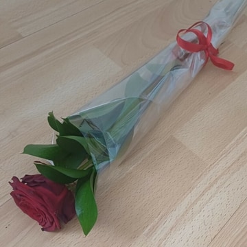 Single red rose valentine
