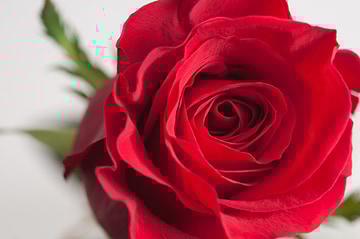 12 dozen red roses
