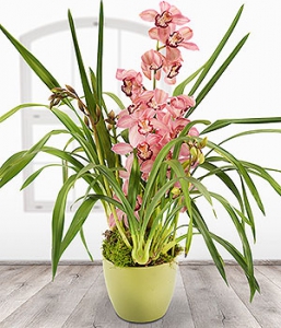 Pink cymbidium