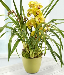 Green orchid