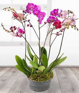 Orchid trio