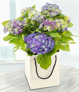 Blue hydrangea