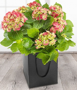 Pink hydrangea