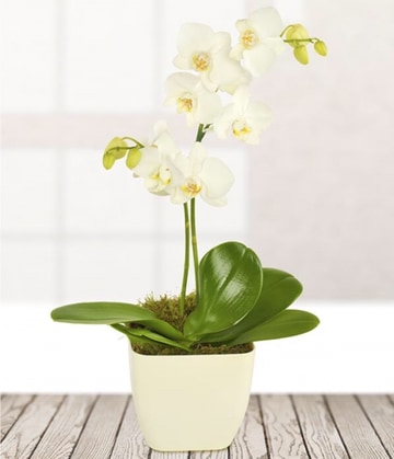 White orchid