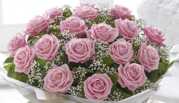 20 pink roses