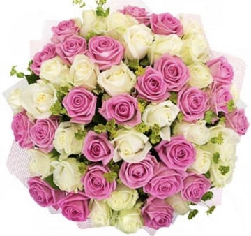 200 white pink roses
