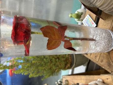 Valentines sunken rose