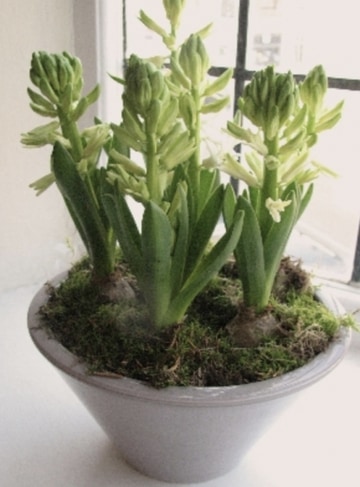 Ceramic hyacinth bowl