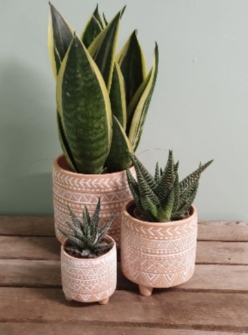 Trio of mexican planters