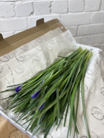 Simply stems iris