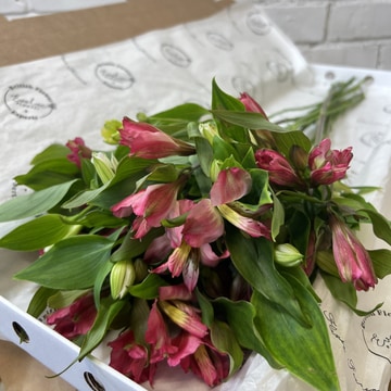 Simply stems alstroemeria