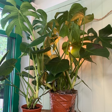 House plant