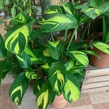 Maranta prayer plant