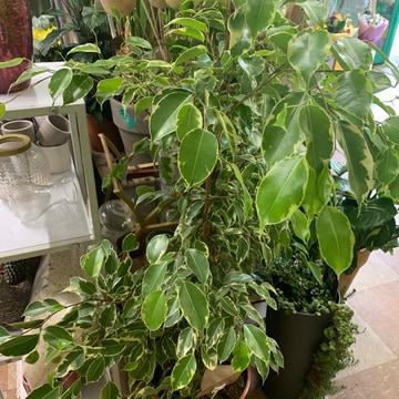 Weeping fig ficus