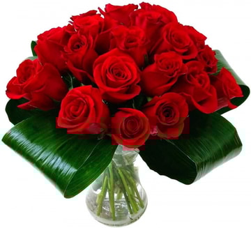 24-ecuadorian-red-roses
