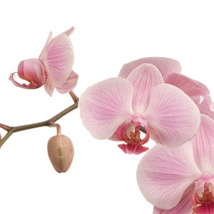 An elegant orchid