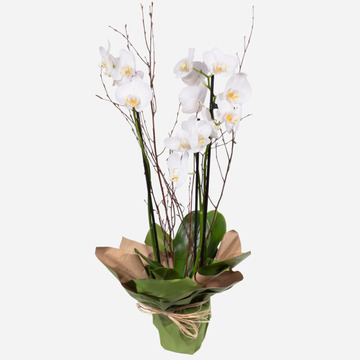 Snowfall orchid