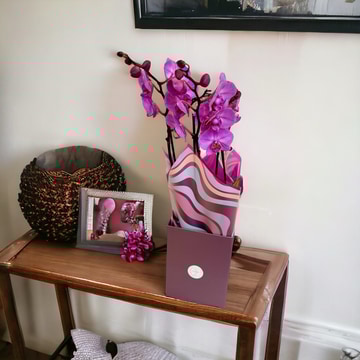 Elegant-orchid