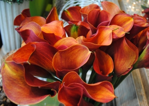 Calla-lillies