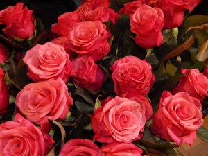 Roses