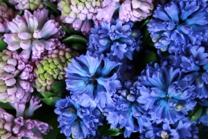 Just-hyacinthus