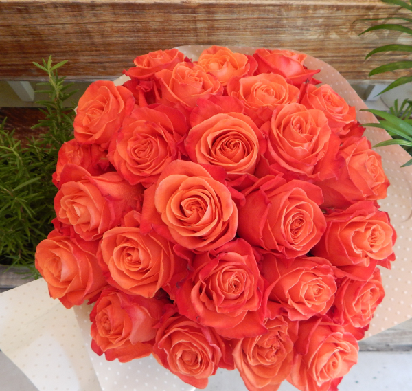 Orange-roses