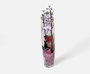 Orchidea in glass