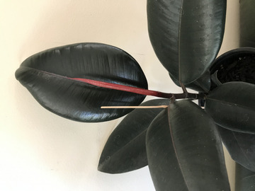 House-plant