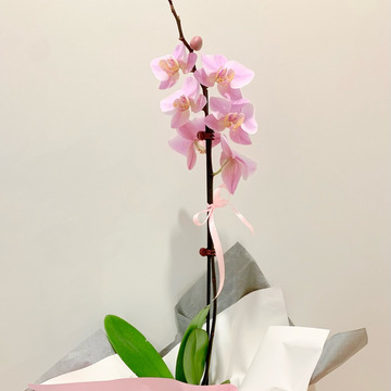 Orchid-plant