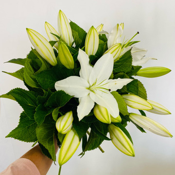 Elegant-lillies