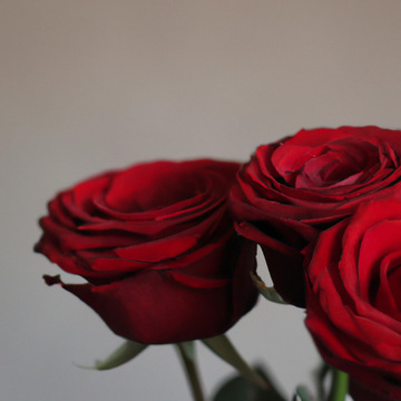 Rose-trio