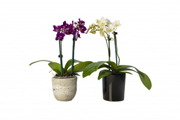 Mini-phalaenopsis-orchid