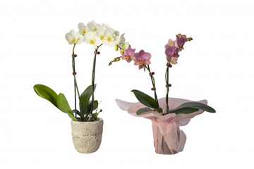 Phalaenopsis-orchid-plant