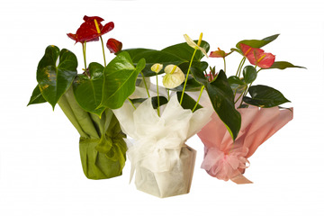 Anthurium-plant