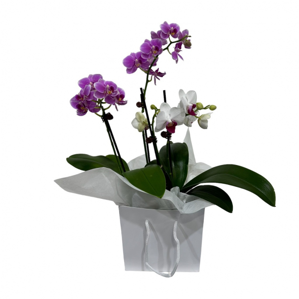 Mini-orchid-duo