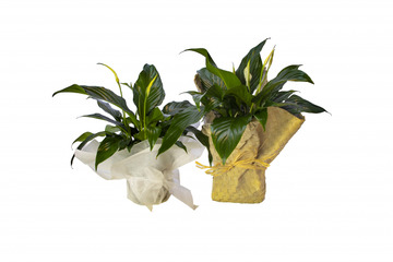 Peace-lily-plant
