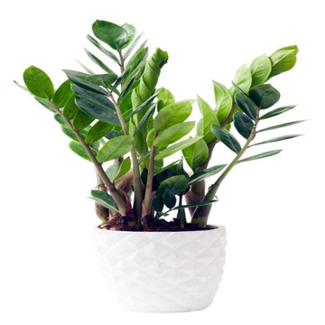 Zamioculas-zz-plant