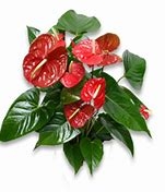 Seasonal-flowering-plant