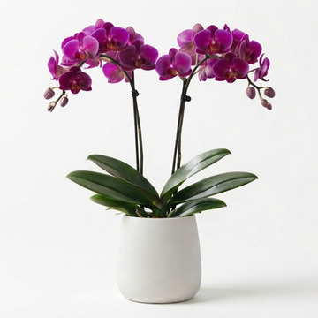Purple double-stem orchid