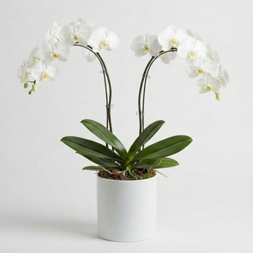 Double-stem white orchid